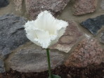 Białe tulipany dla Brian'a